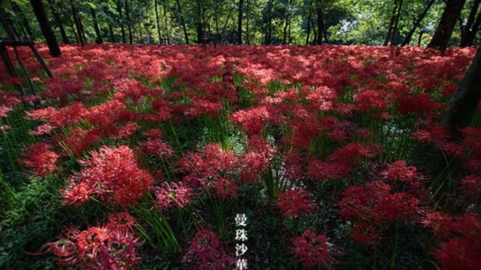 晴れのち曼珠沙華。