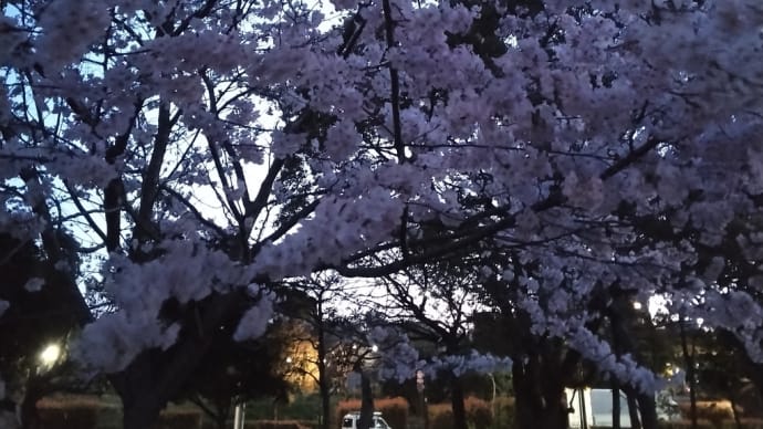 夜明けと桜