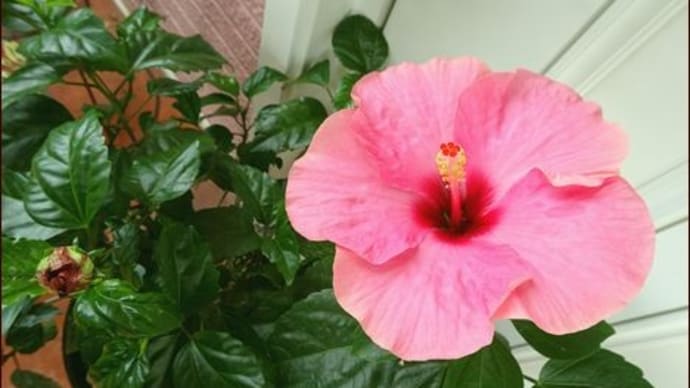 枯れた花、生き残った花★花と正ちゃん