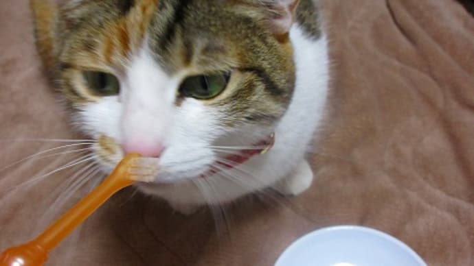 きょうのみけちゃん