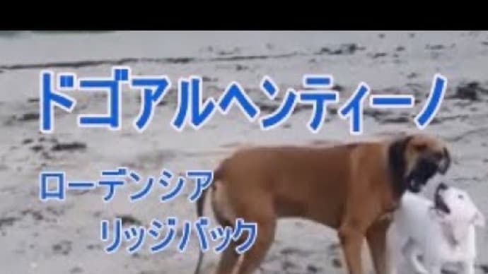 仲の良いドゴアルヘンティーノとローデシアンリッジバックをご覧ください。白い犬