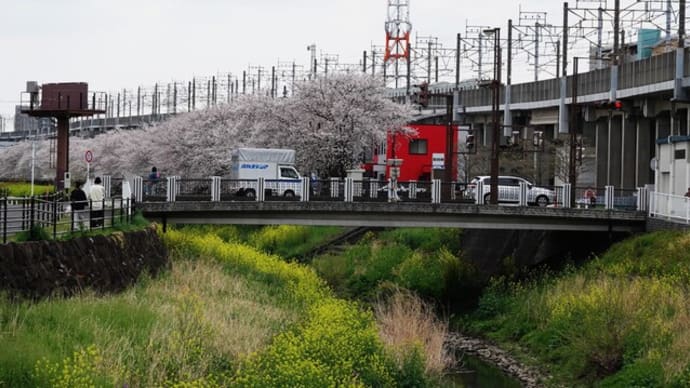 カワセミ広場で