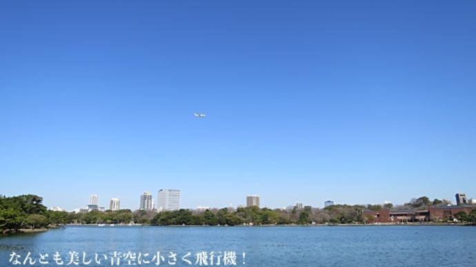 3/14 晴天にて…花粉をよそ目に2