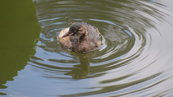 カイツブリ若鳥、ひとりでできるもん!