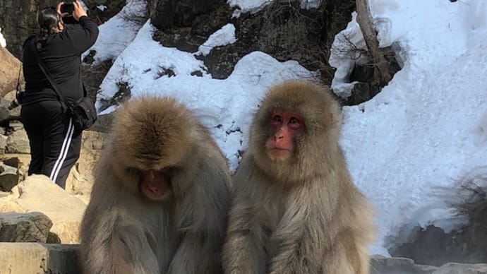 【志賀高原ski & 地獄谷野猿公苑】温泉に入るお猿さんは見られる~?