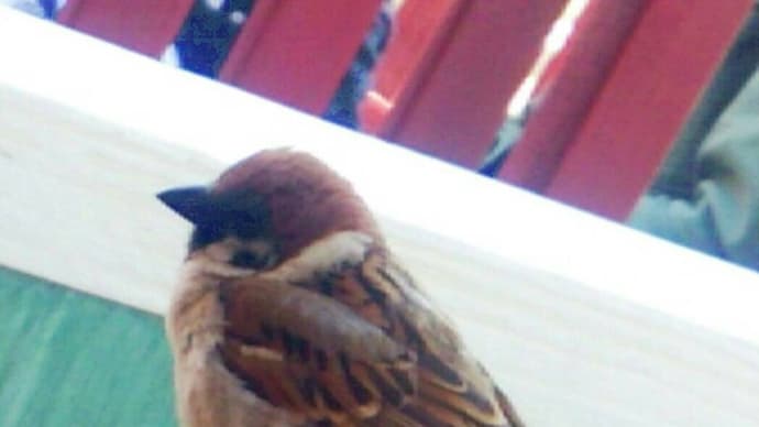 スズメノナミダ🐦️