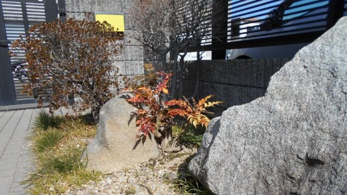 麦稈真田(ばっかんさなだ)?・・・