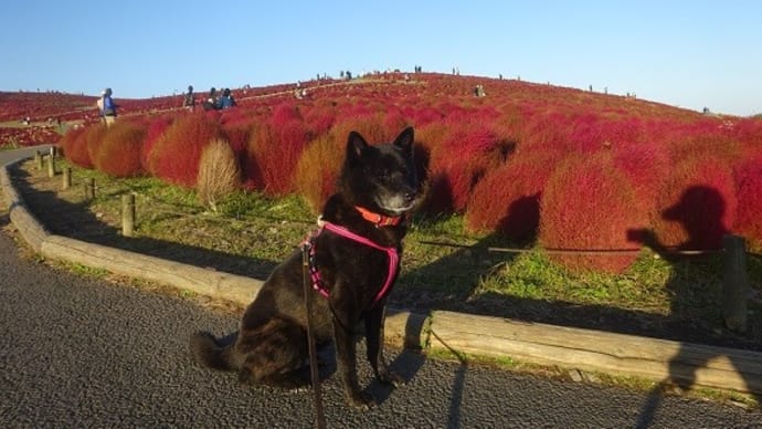 ひたち海浜公園 コキア