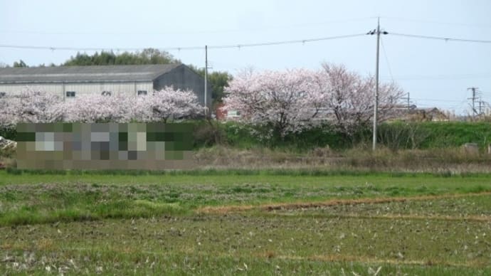 2024/04/05 【すいか】畝 ほぼ完成