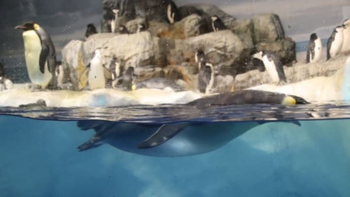 水中の皇帝ペンギン 長すぎ