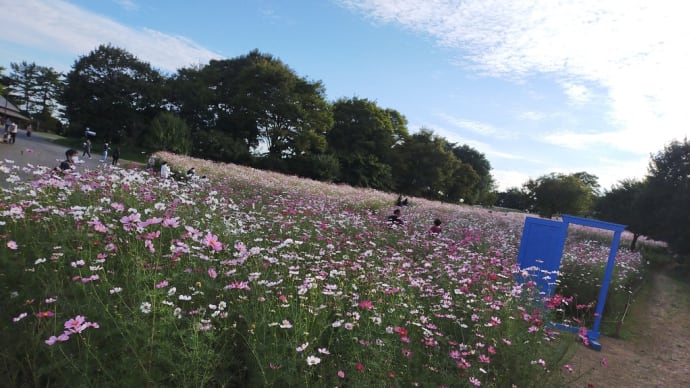 コスモスが満開 どこの山だ