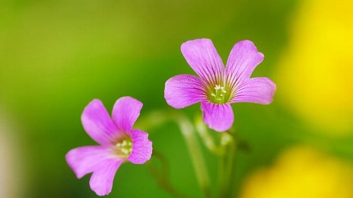 庭で咲く3種のカタバミ