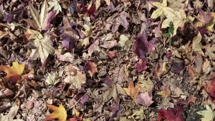 落ち葉の紅葉