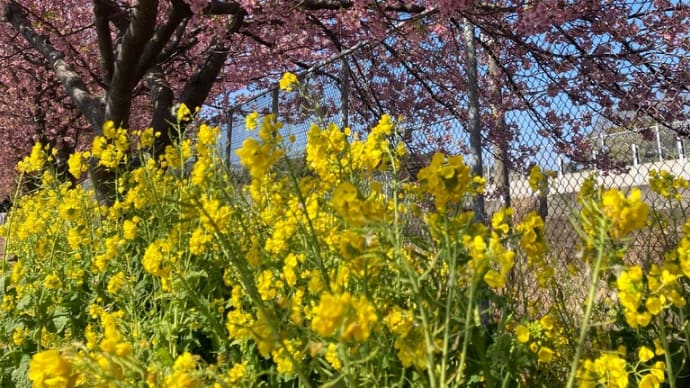 三浦海岸河津桜まつり