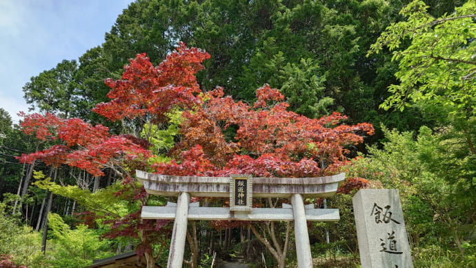 「岩尾池の一本杉」から甲賀三霊山「飯道山」へ。その3