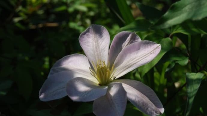 庭の花