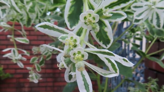 初雪草