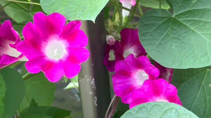 野生化した朝顔すでに開花