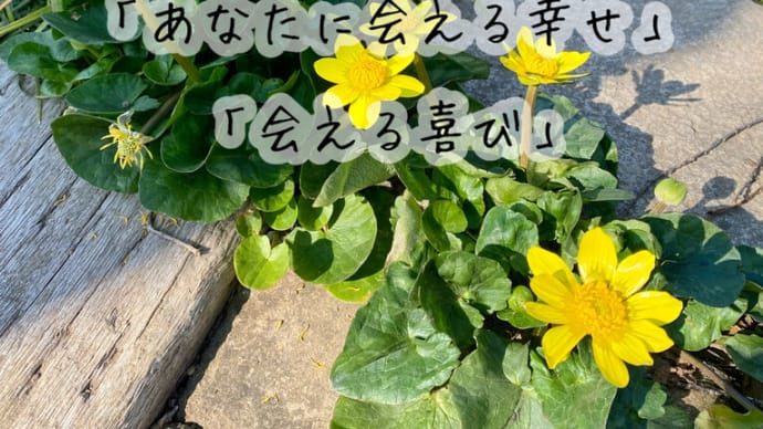 今年も咲いた