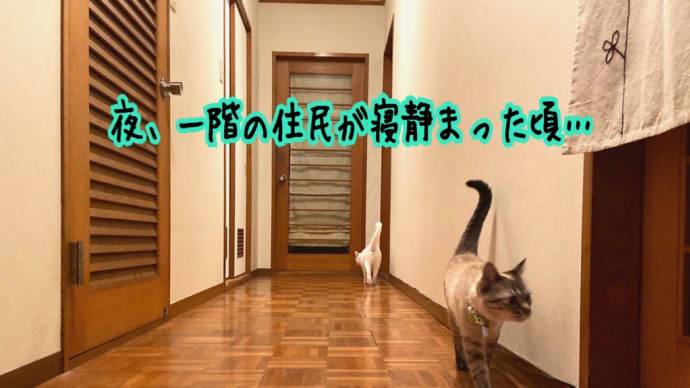 絶対慎重キジシロ組