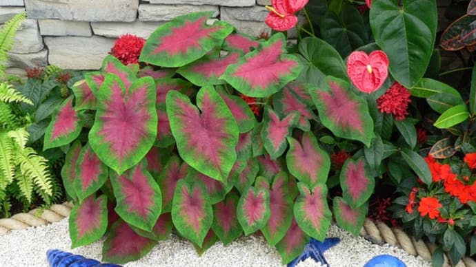 夏の観葉植物:カラジウム