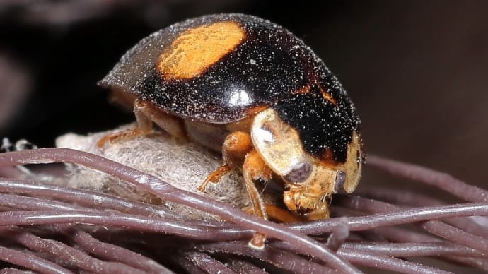 トビイロオオヒラタカメムシ と コカゲロウの仲間!