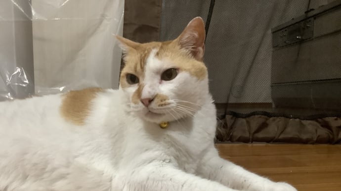 癌摘出手術の日が決まる