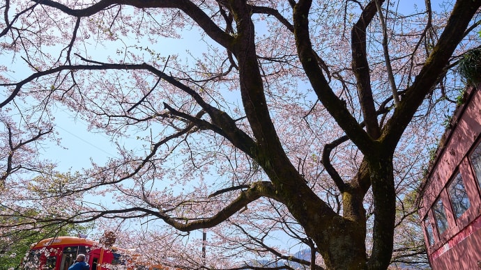 桜ダイヤ