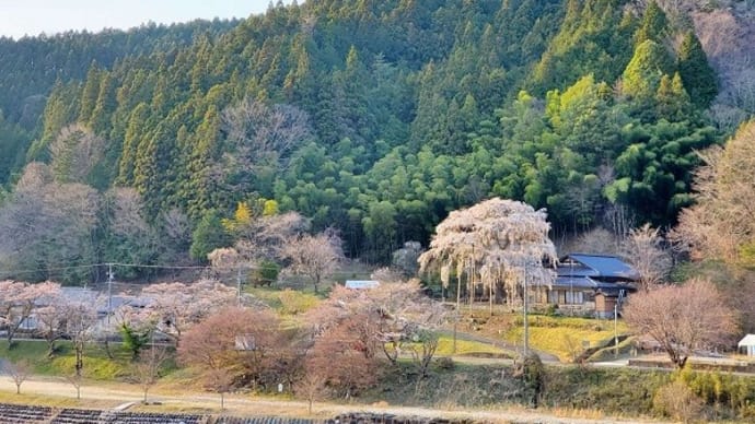 恒例のお花見会