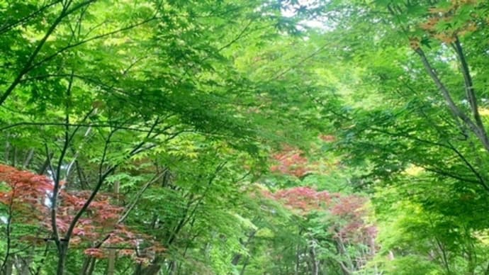 今年も小林もみじ園へ