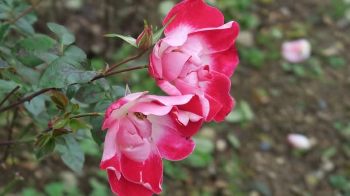 植物園のバラ12月