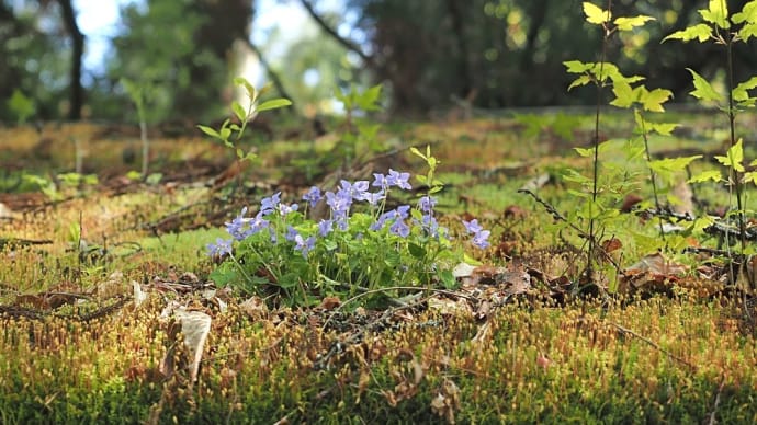 ★新緑の里山 春の花・虫こぶ🌿 2023