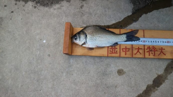 黒部川へ 良型ヘラブナ放流