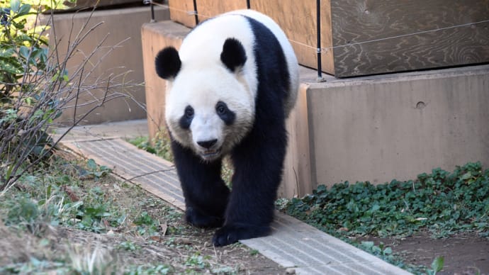 上野のクマ科の動物たち