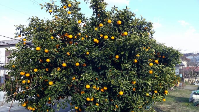 菜園の行事