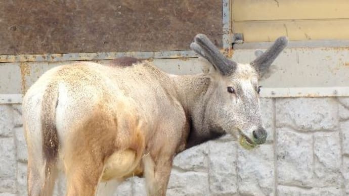 俺VS動物園 とべ動物園SD&道すがら各園編vol.3