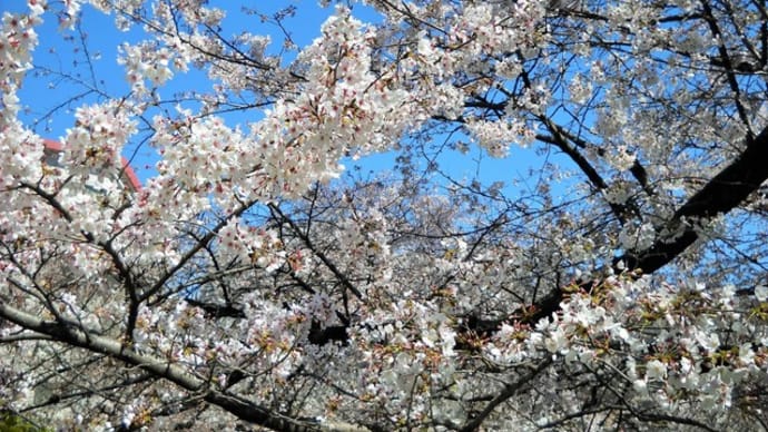 桜橋~神田川を下る旅~その18