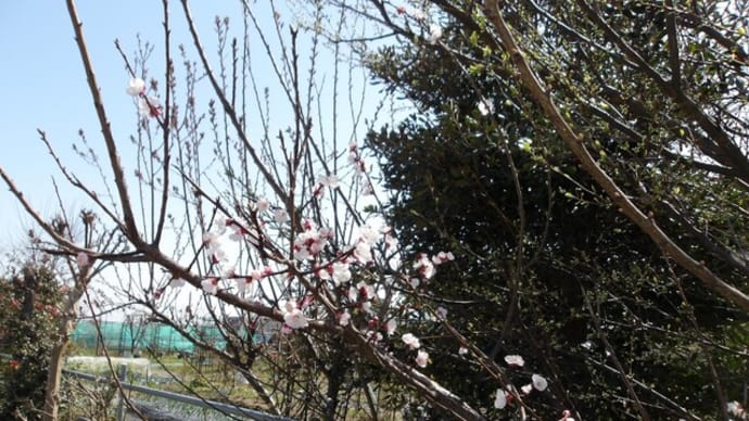 杏が咲き始めました