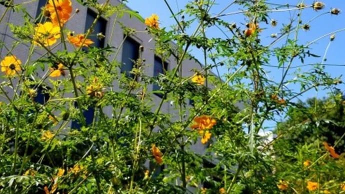 🌼🌺キバナコスモス、フウセンカズラ、ガウラ、韮のお花~夕日🌇✨