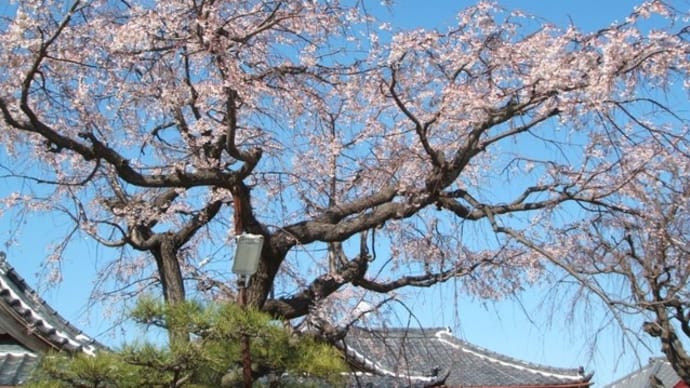 近所の桜の写真