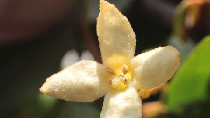 樹に咲く花 (50) トウグミ(唐茱萸)