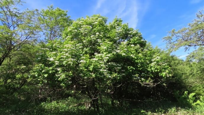高ボッチ高原・鉢伏山で最近咲いている花　カンボク（肝木）
