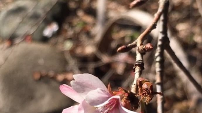 大宮八幡宮☆考えすぎないこと