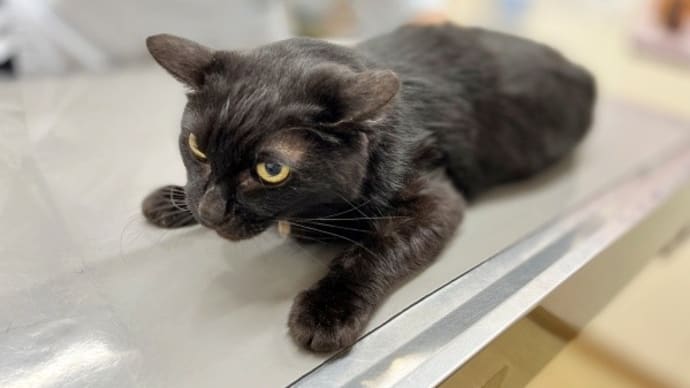万君の便秘~わが家のお猫様