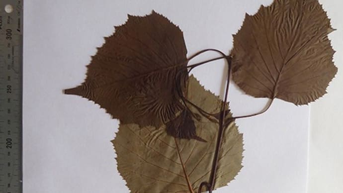 岳父の植物標本0001 フサザクラ