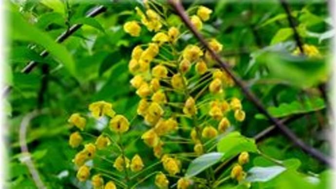 ジャケツイバラの花