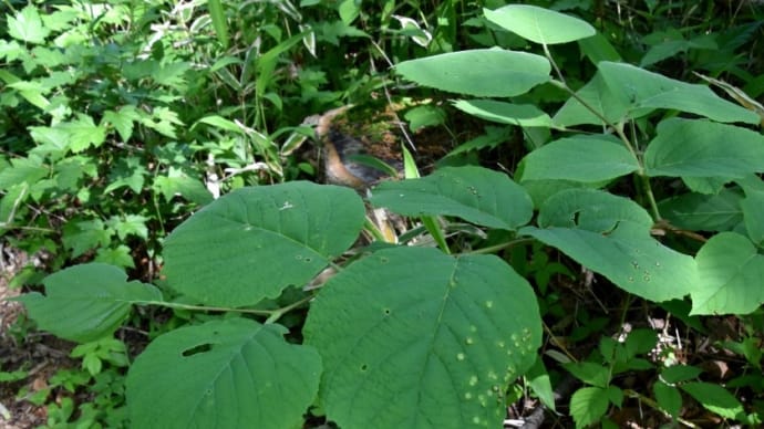 ハクウンボクの虫えい(虫こぶ)・・・