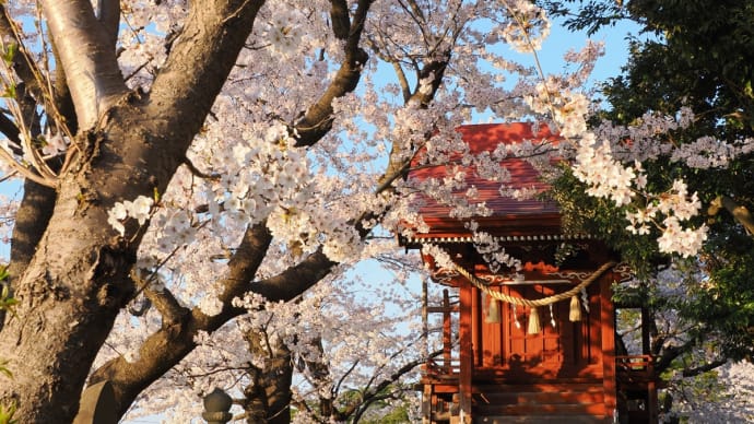 高田城址公園の桜2023リベンジ、の2