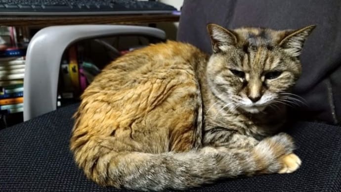 猫の日・・・へ~