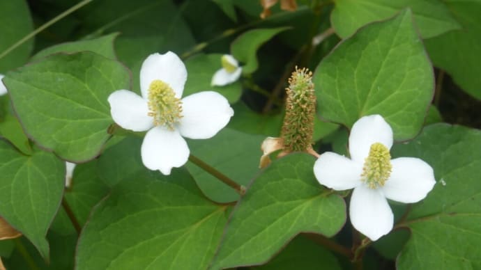 ドクダミの花が咲いている